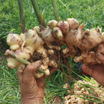 Buffalo Ginger