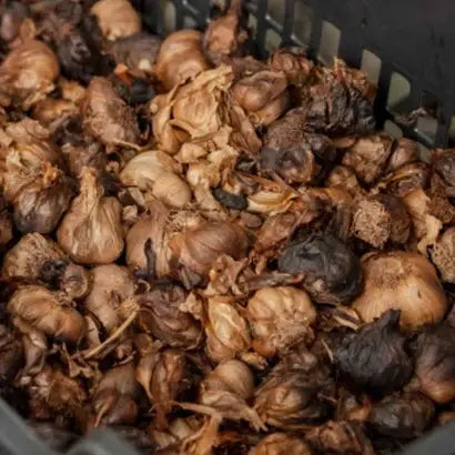 Black Garlic